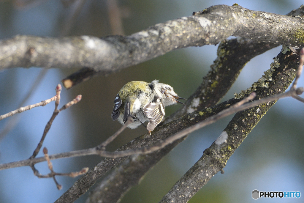 ほっぺがかゆいダキー！