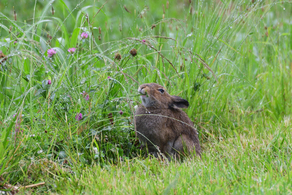 雨降る日のユキウサギ