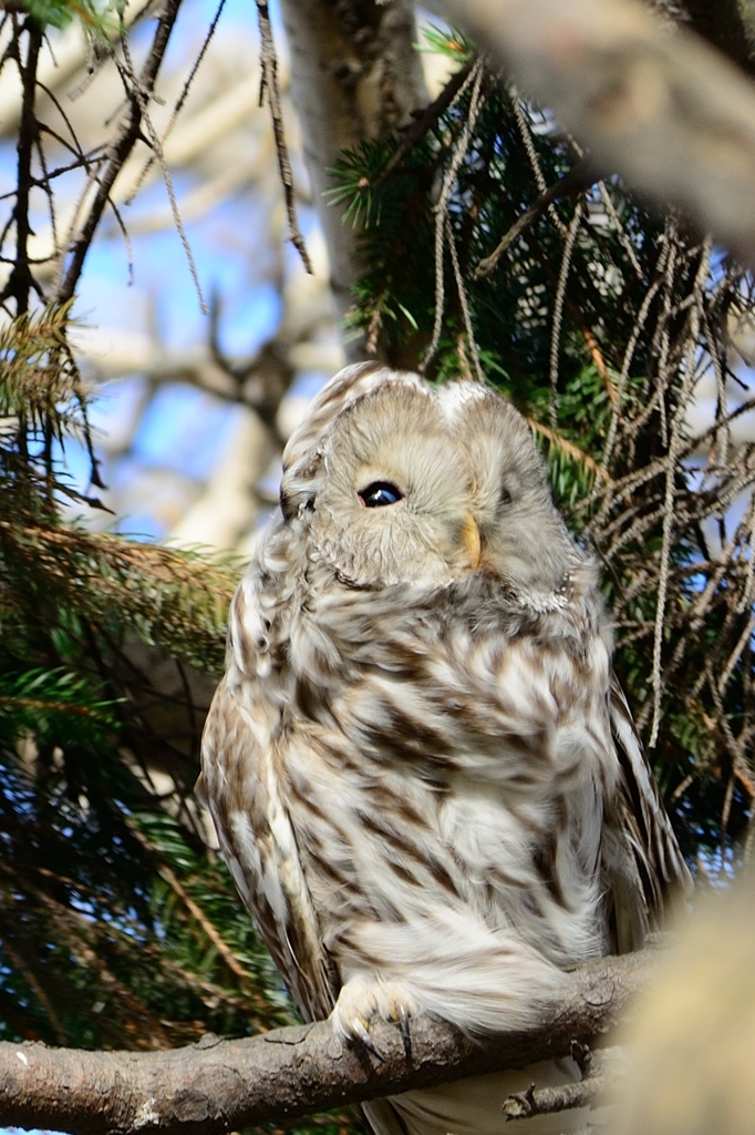 ふぁさふぁさフクロウ