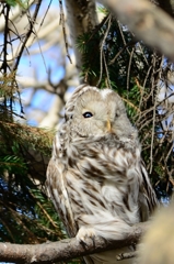 ふぁさふぁさフクロウ