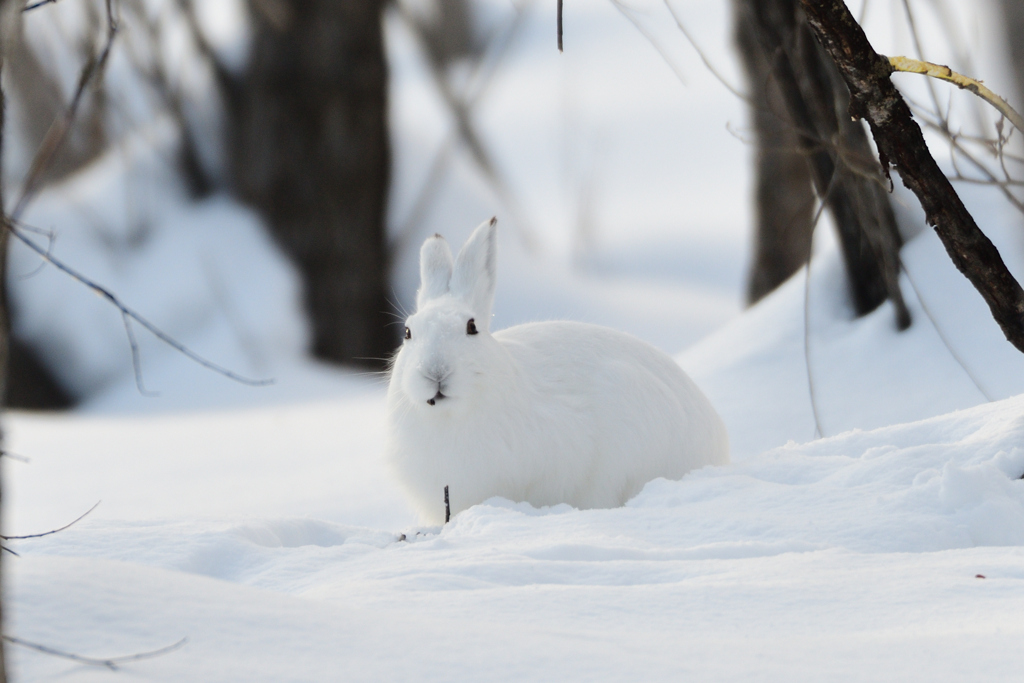 うさぎ年のうさぎの日