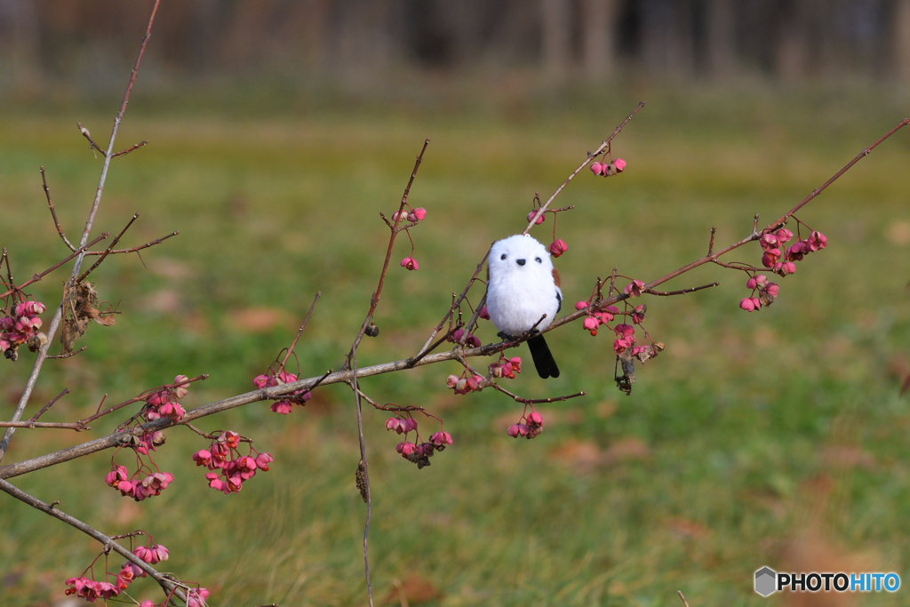 デコイで来い！