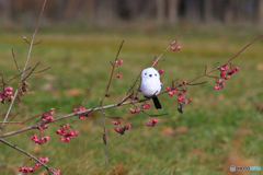 デコイで来い！