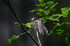 虫干し幼鳥