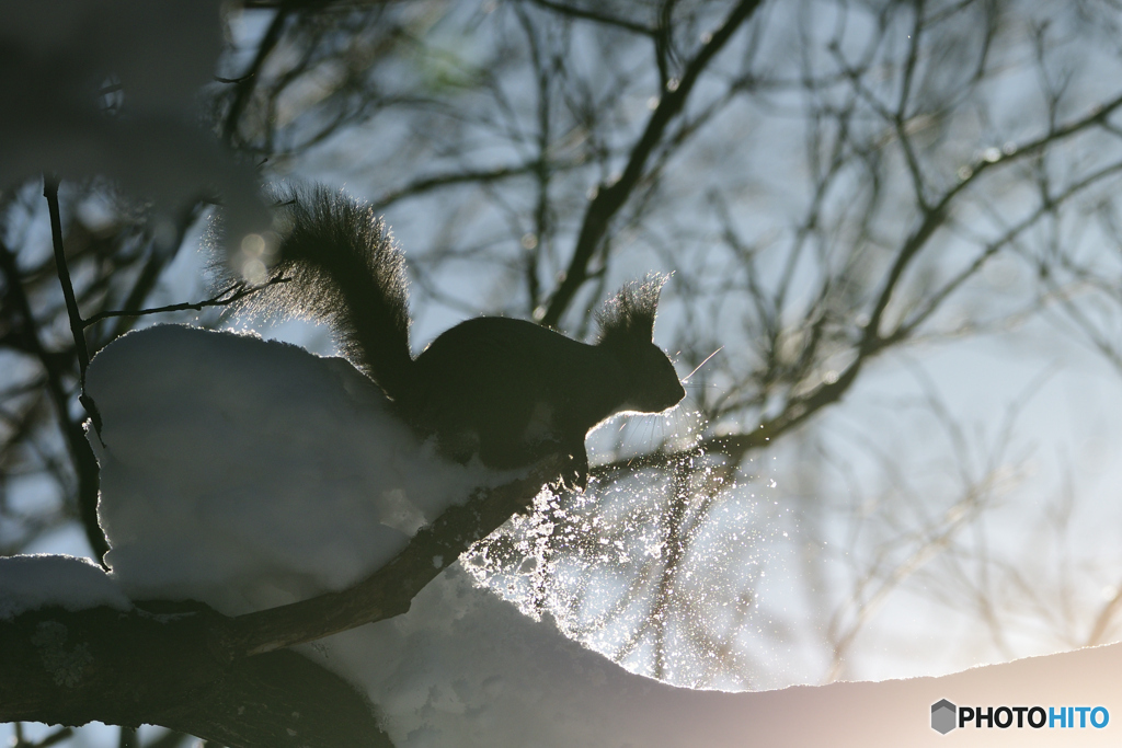 エゾリスとフレア