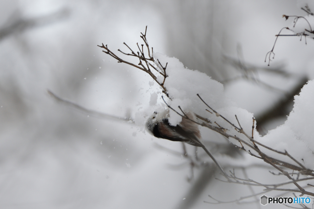 落雪注意　
