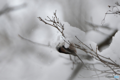 落雪注意　