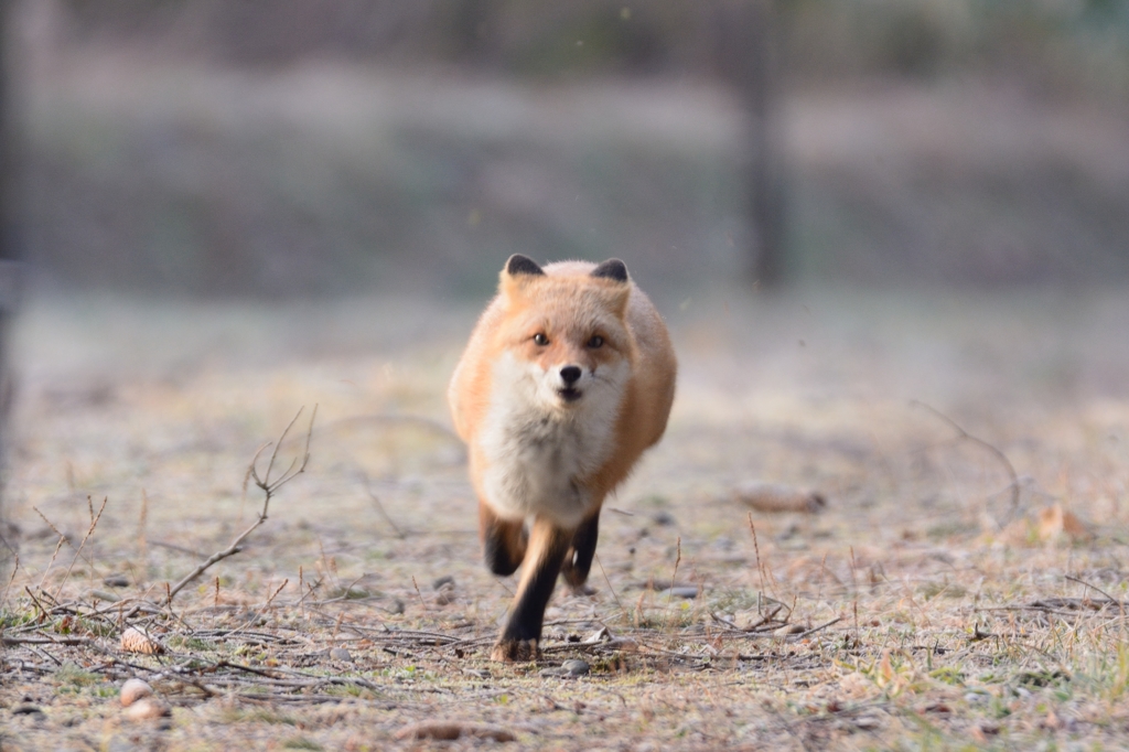今週のうっかりさん