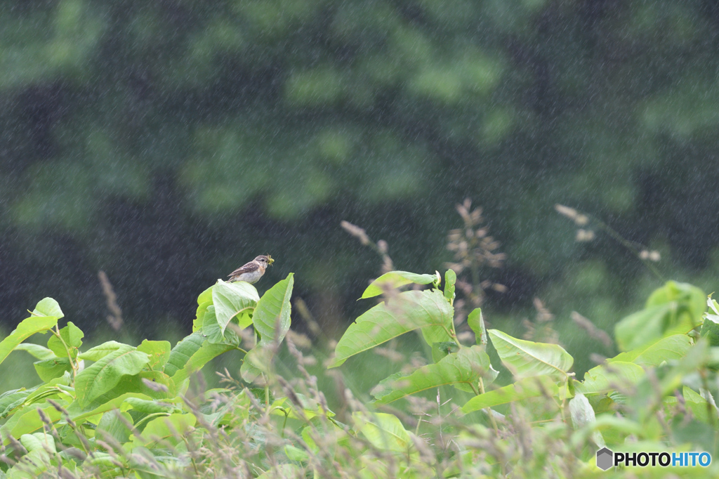 雨の中　ノビママ