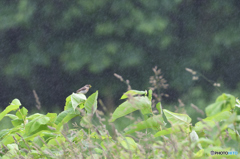 雨の中　ノビママ