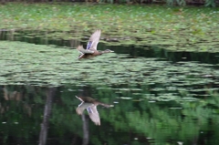 マガモが飛んでいる写真