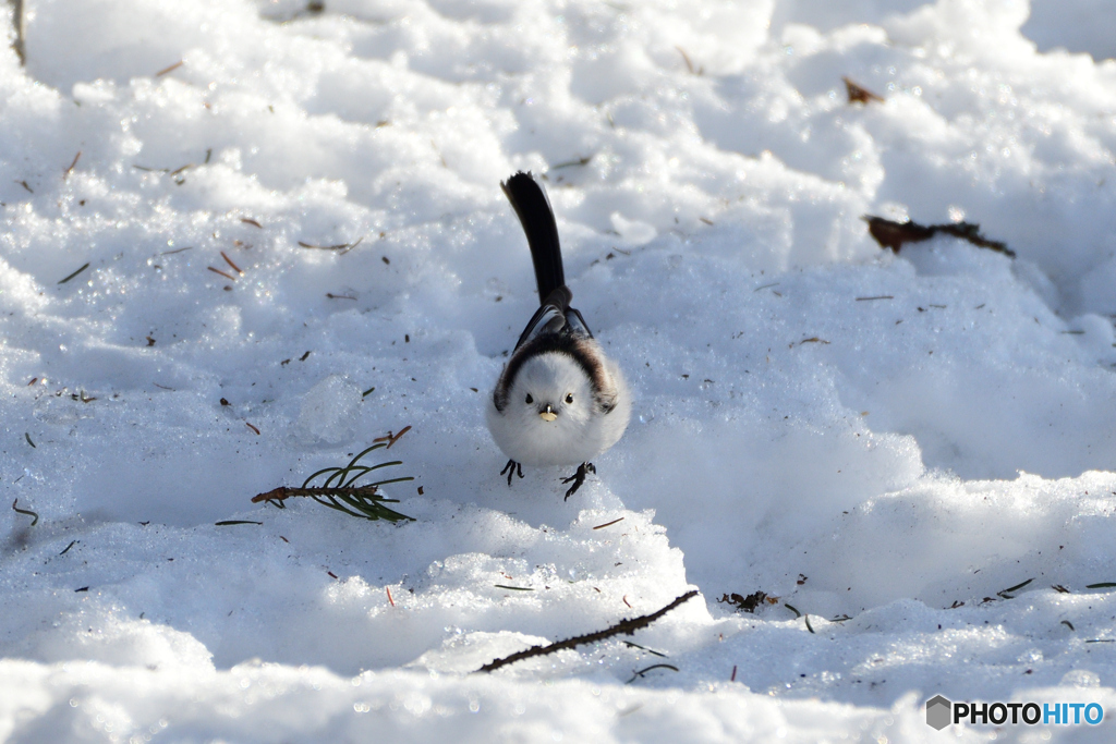 雪の上のごちそう