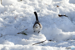 雪の上のごちそう