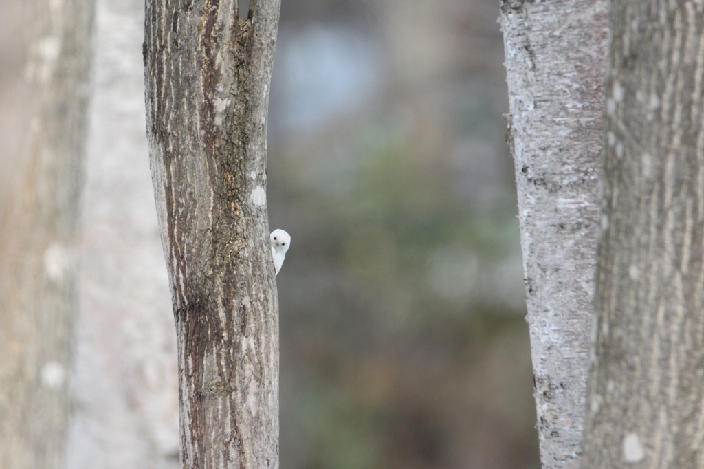 森の妖精に見守られ、、、