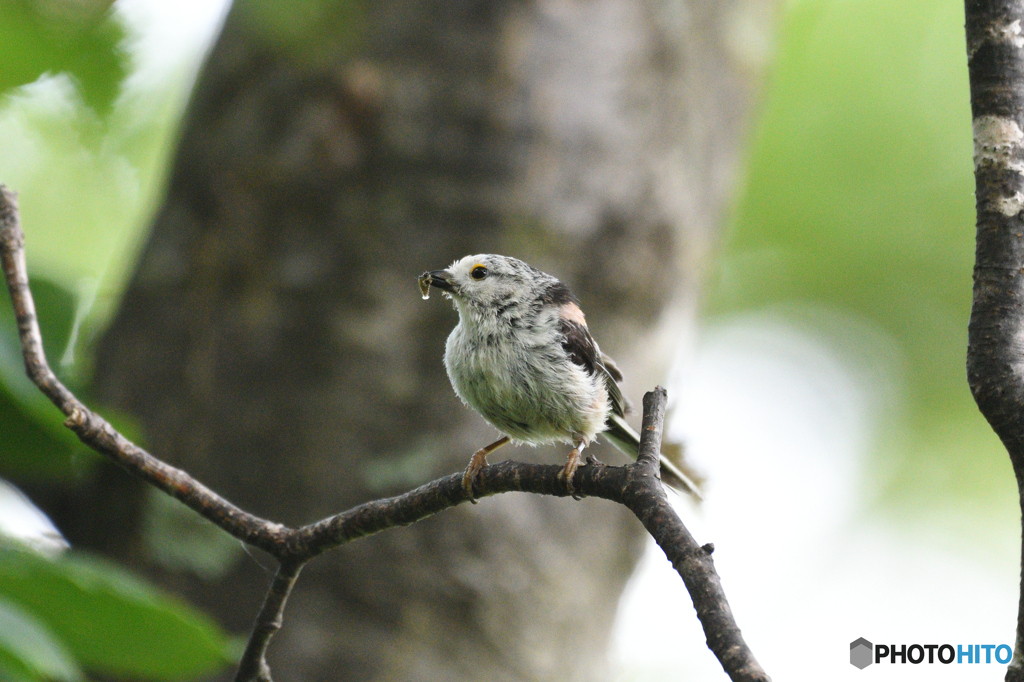 2019ボロボロ親鳥グランプリ
