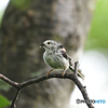 2019ボロボロ親鳥グランプリ