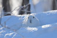 〇ソ寒い晴れた朝のユキウサギ2月