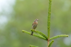 ホオママ（白）