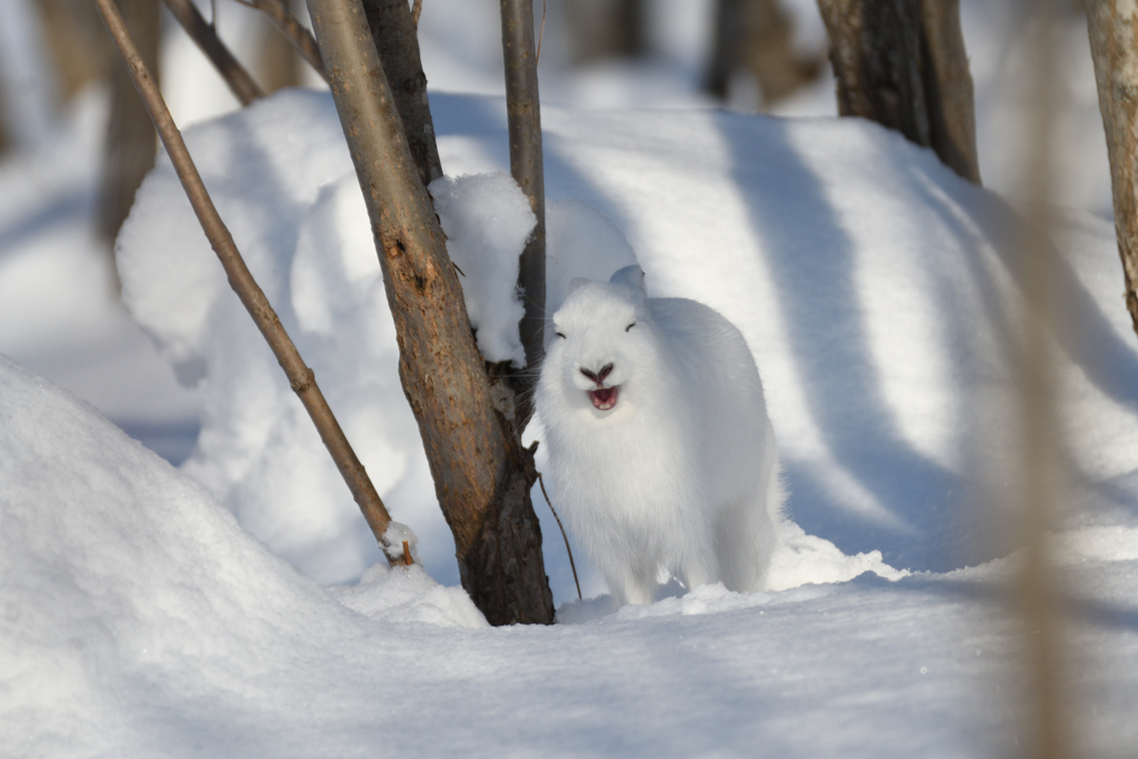 うさぎに騙された！