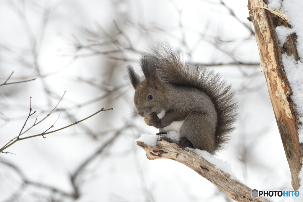 カタマリス