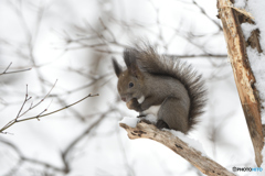 カタマリス