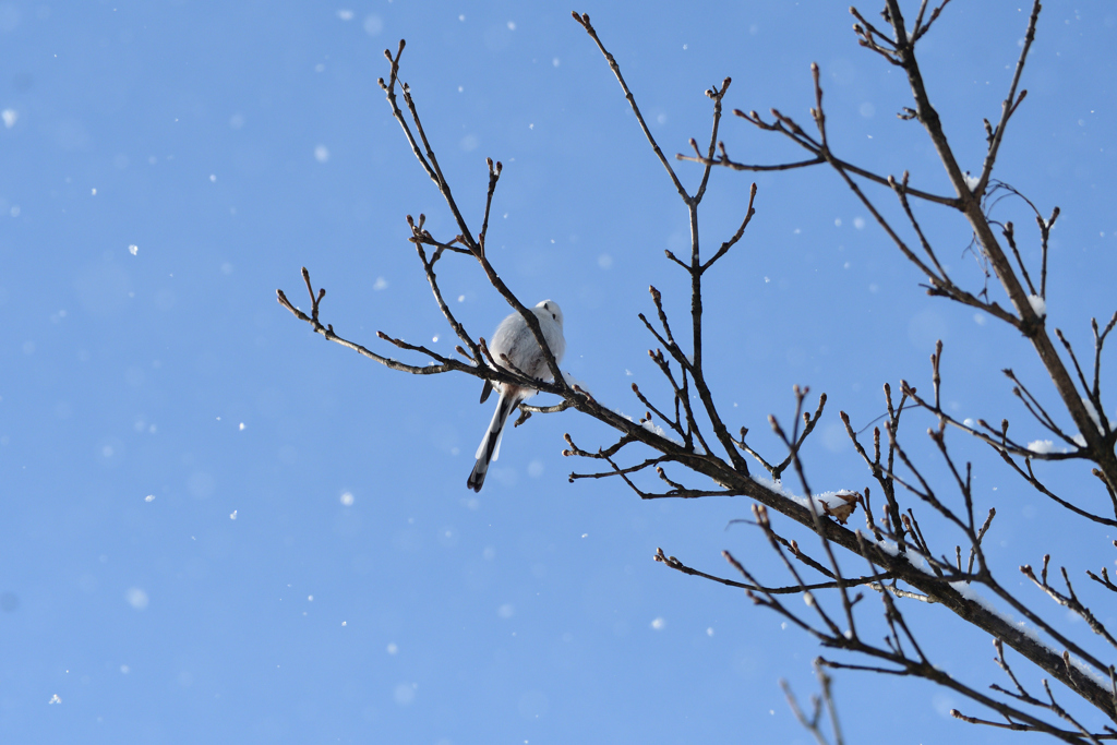 雪と青空とシマエナガ