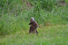 イナバのゆきうさぎ