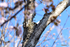 桜咲く頃