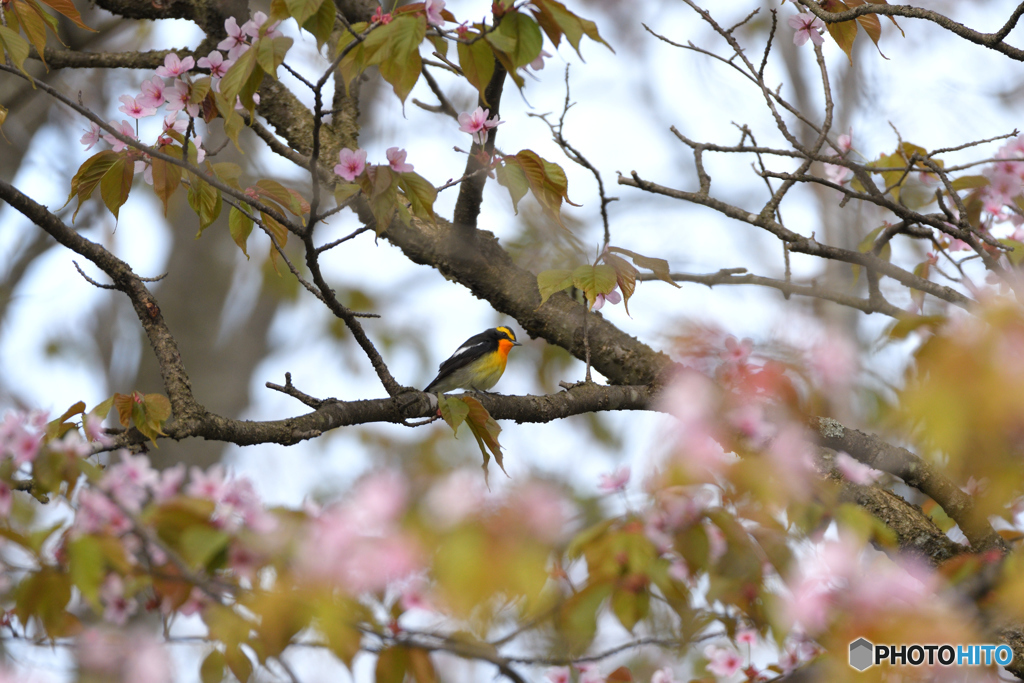 桜のキビタキ