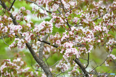 桜にコムクドリ