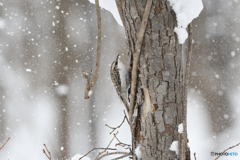 雪降る森のキバシリ