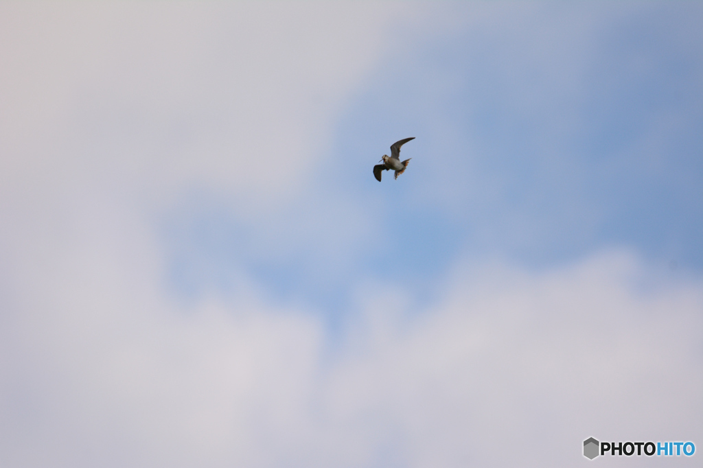 空抜け一考　オオジシギ