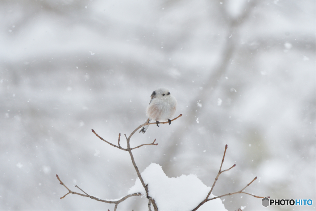 雪が降る降るシマエナガ