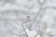 雪が降る降るシマエナガ