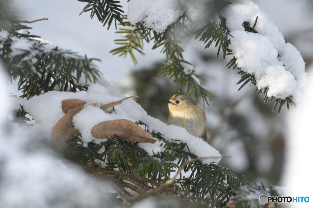 スポットライトのキク