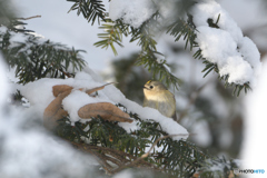 スポットライトのキク