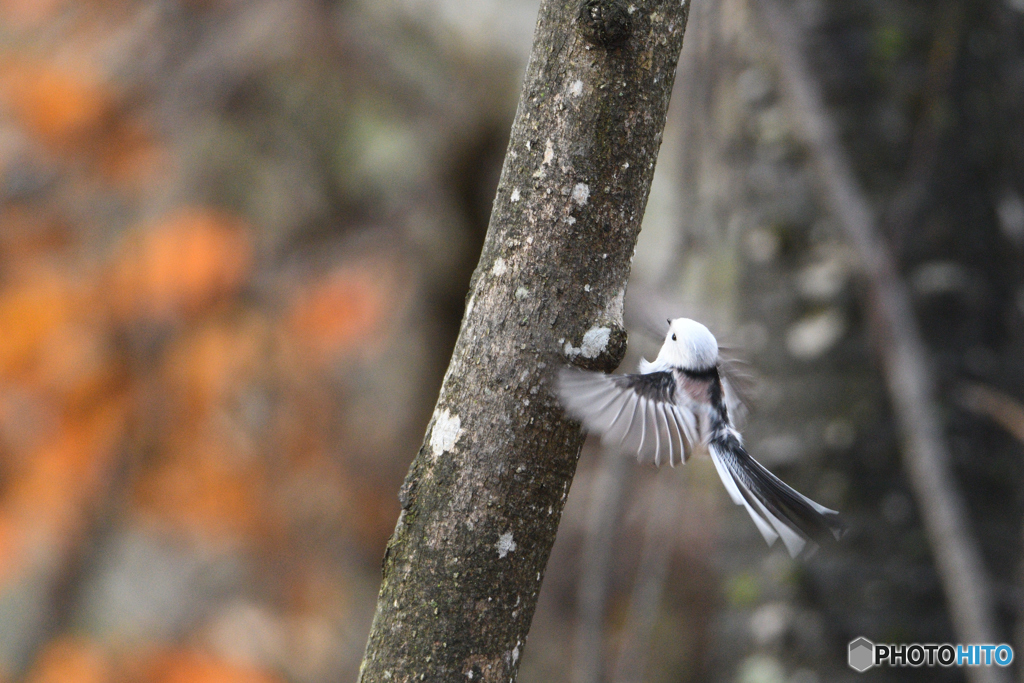 Spread Your Wings