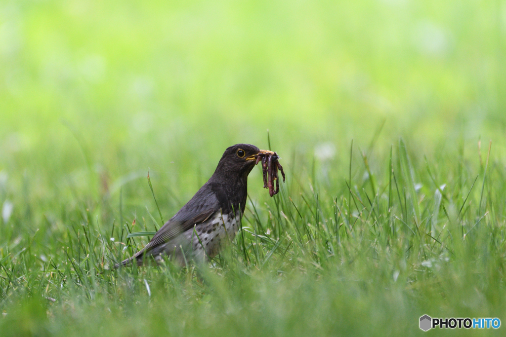 ミミズ、、、　＊ミミズ注意！＊