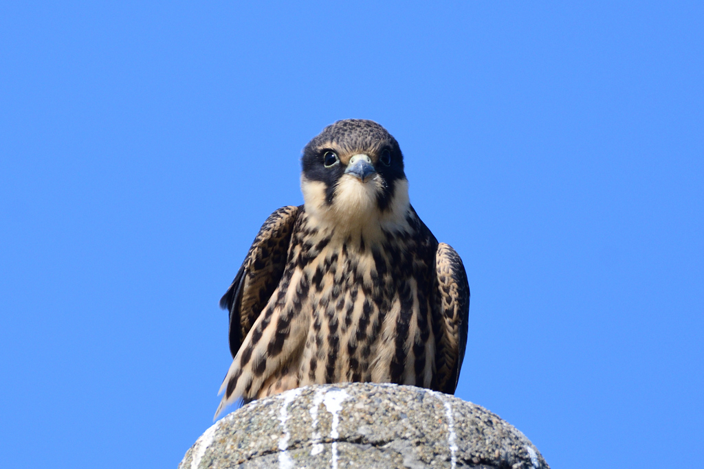 チゴハヤブサ幼鳥