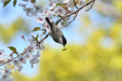 花より青虫