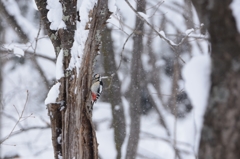 キリっとアカゲラ　雪の中