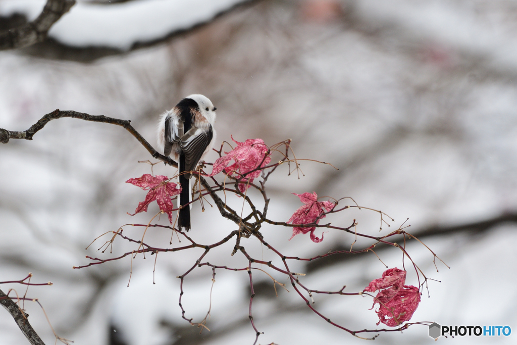 しおしおもみじとしまえなが