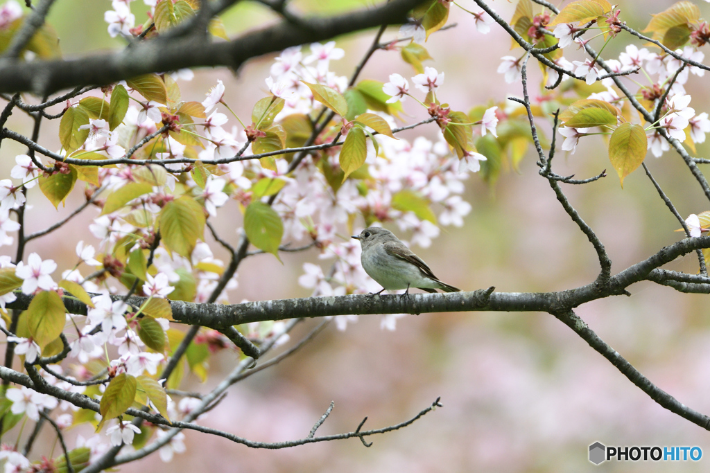 桜のコサメ