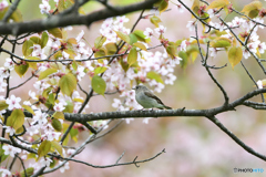 桜のコサメ