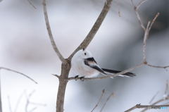 白鳥のポーズ