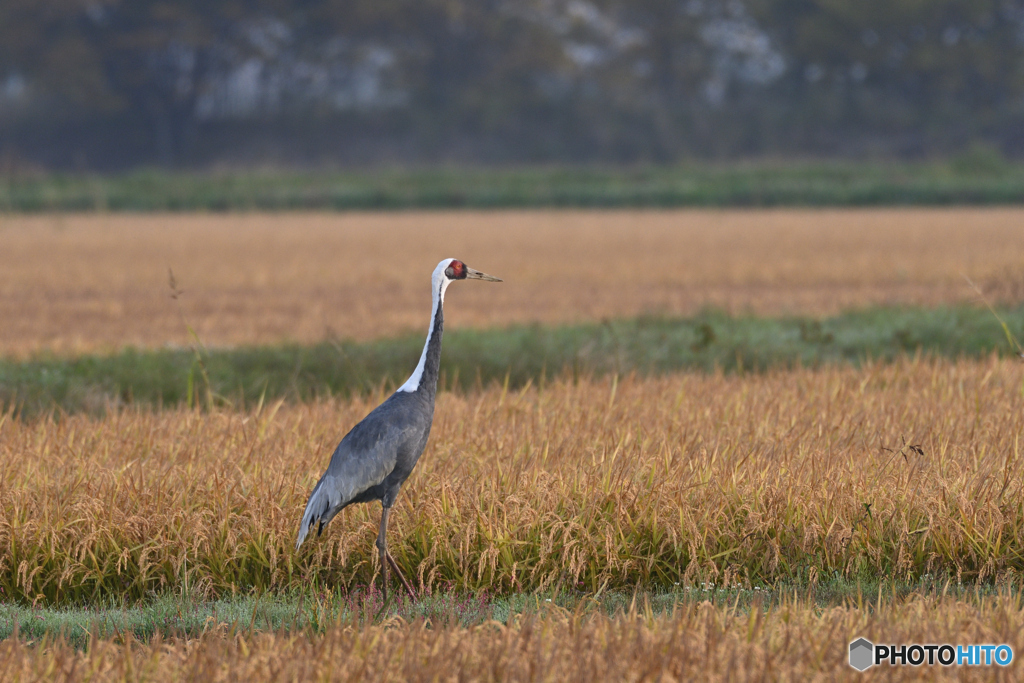 マナヅル居たマナ