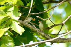 子育て虫　センダイムシクイ