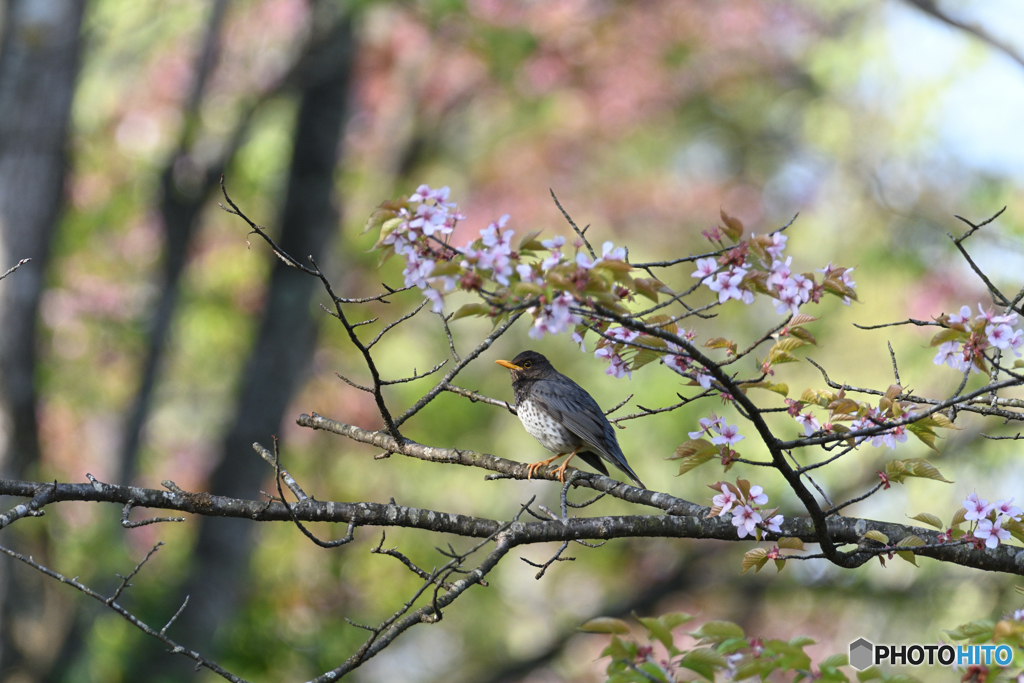 桜とクロツグミ