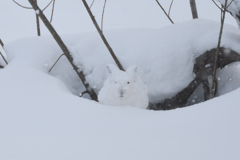 雪ユキウサギ2023Ver1.1