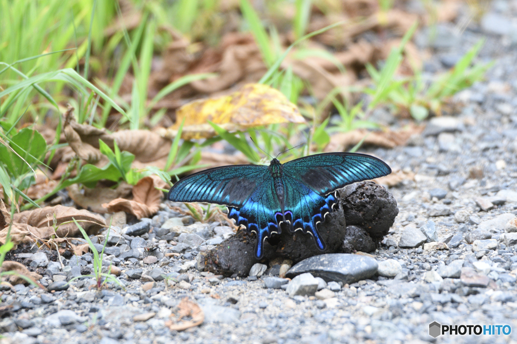自分危機一髪（うん〇注意）
